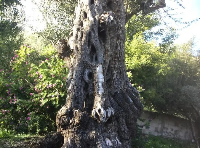 Appartamento Pace E Salute Santa-Reparata-di-Balagna